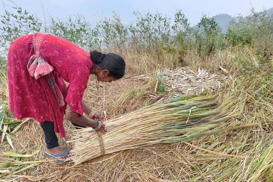 brooms-hill-tribal-odisha-lead-30stades