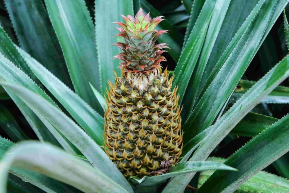 vazhakulam-pineapple-kerala-lead-30stades