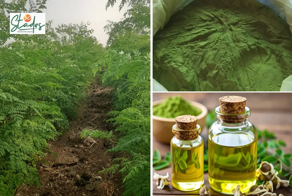 moringa-profitable-farming-lead-30stades