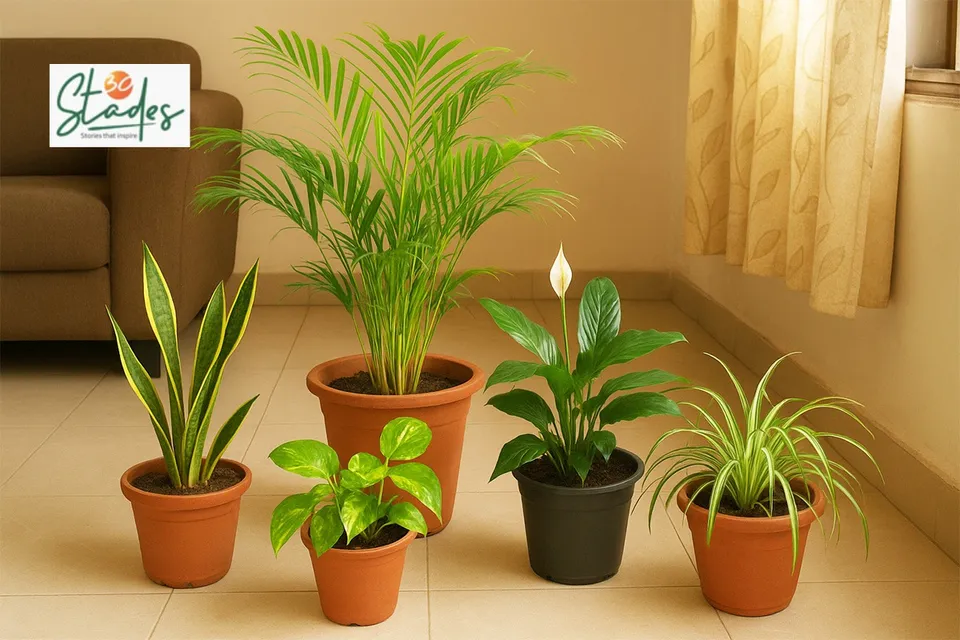 five-indoor-plants-lead-air-purifiers-30stades