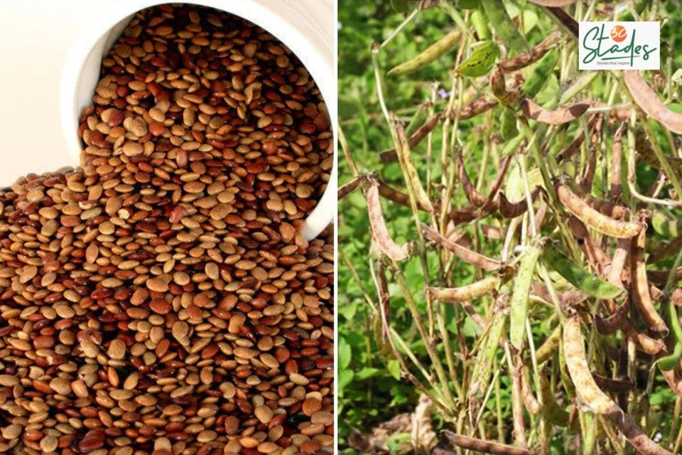 kulthi-dal-superfood-lead-30stades