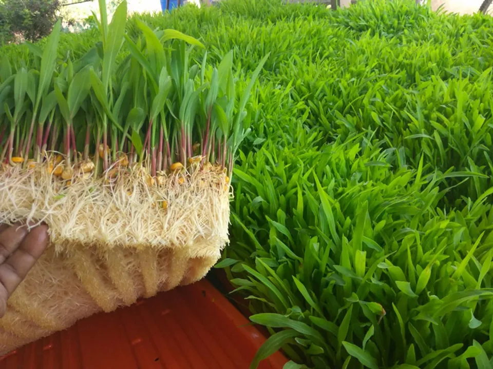 fodder fodder maize