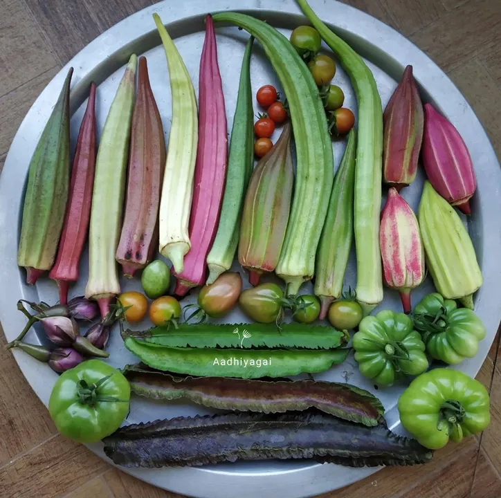 How Tamil Nadu’s aeronautical engineer-turned-farmer is creating native seed bank to promote organic farming