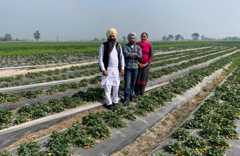 How this Punjab farmer makes a profit of Rs 5 lakh per acre from strawberry farming