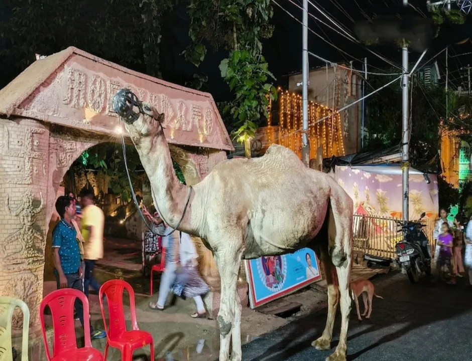 দোরগোড়ায় উট : কলকাতার এই পুজো আপনাকে সরাসরি নিয়ে যাবে হরপ্পা মহেঞ্জোদারো সভ্যতায়