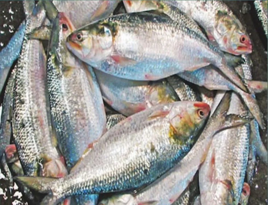 ইলিশ : বাজারে আজ জলের দরে ইলিশ! লক্ষ্মী পূজা উপলক্ষে দাম কমলো ইলিশের