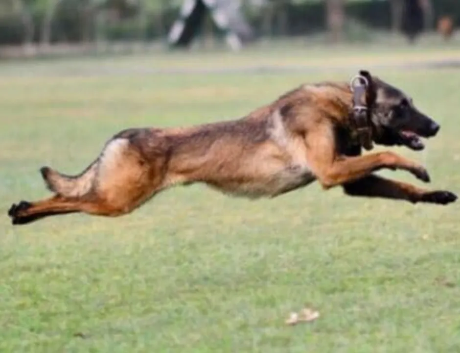 Dog