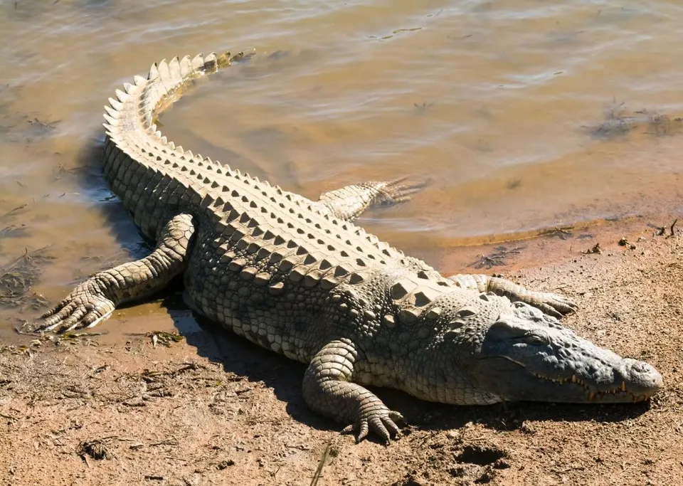 crocodile
