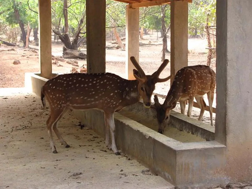 বল্লভপুর অভয়াণ্য