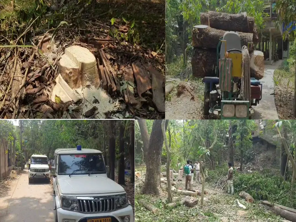বিনা অনুমতিতে গাছ কাটার অভিযোগ