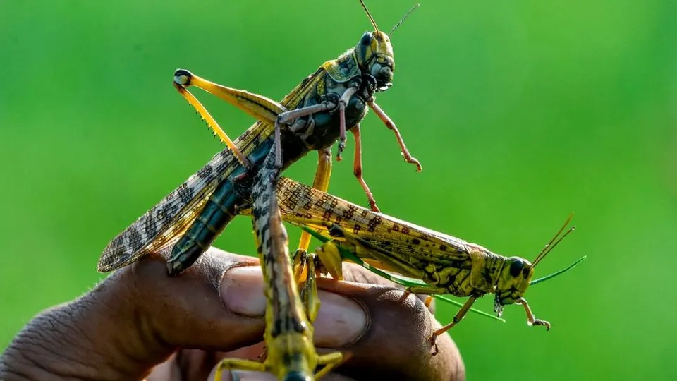 পঙ্গপাল