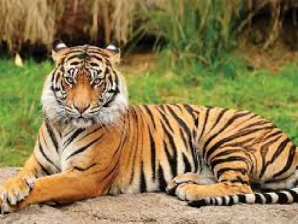 tigerr edit.jpg