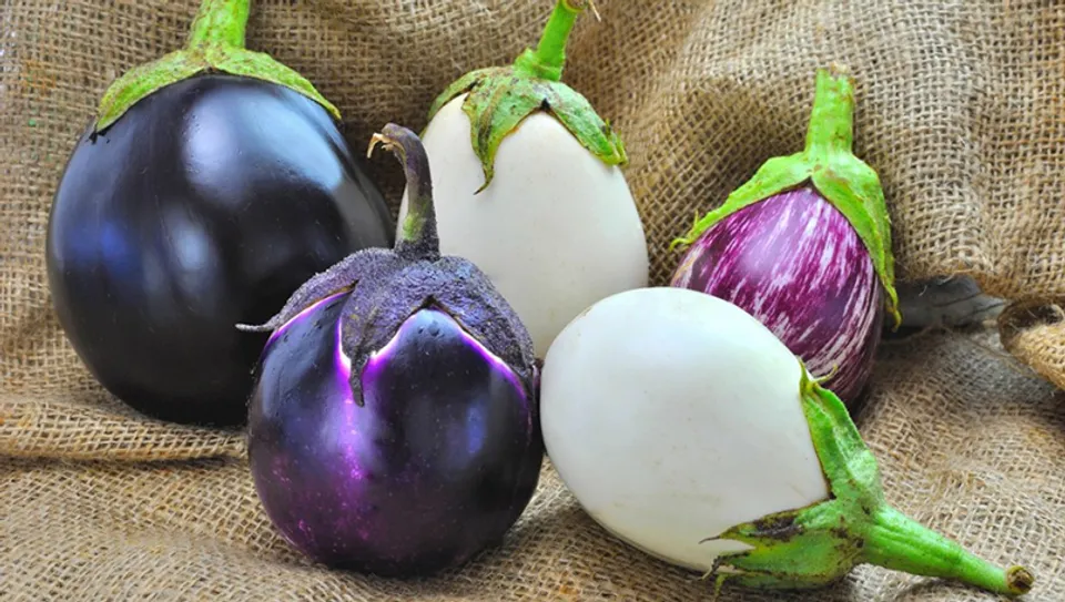 eggplant-fotm.jpg