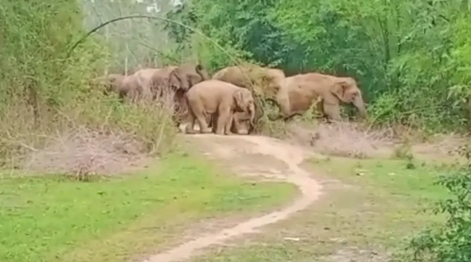 elephantattack