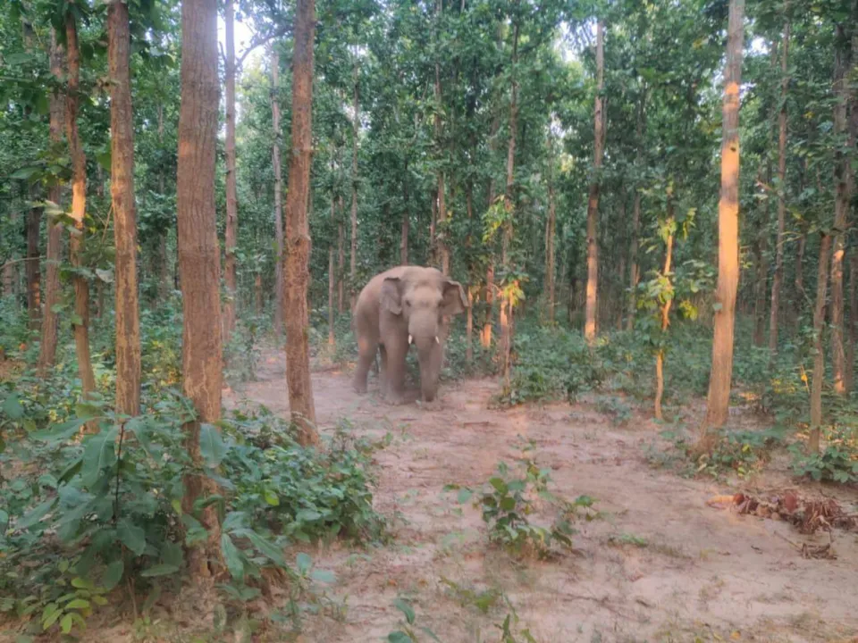 elecphant attack .jpg