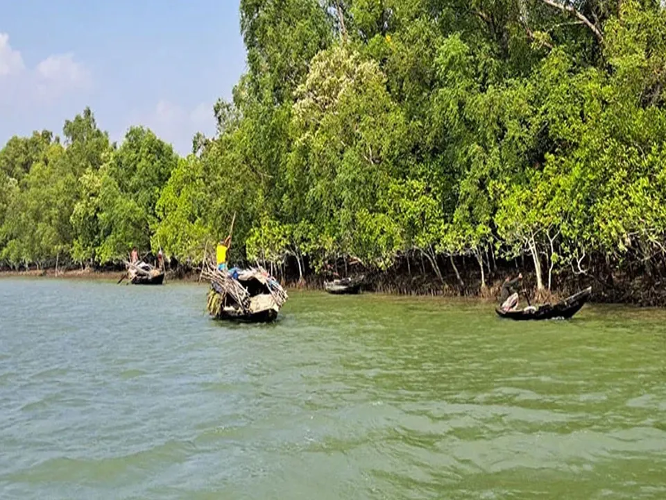 sundarbanq2.jpg