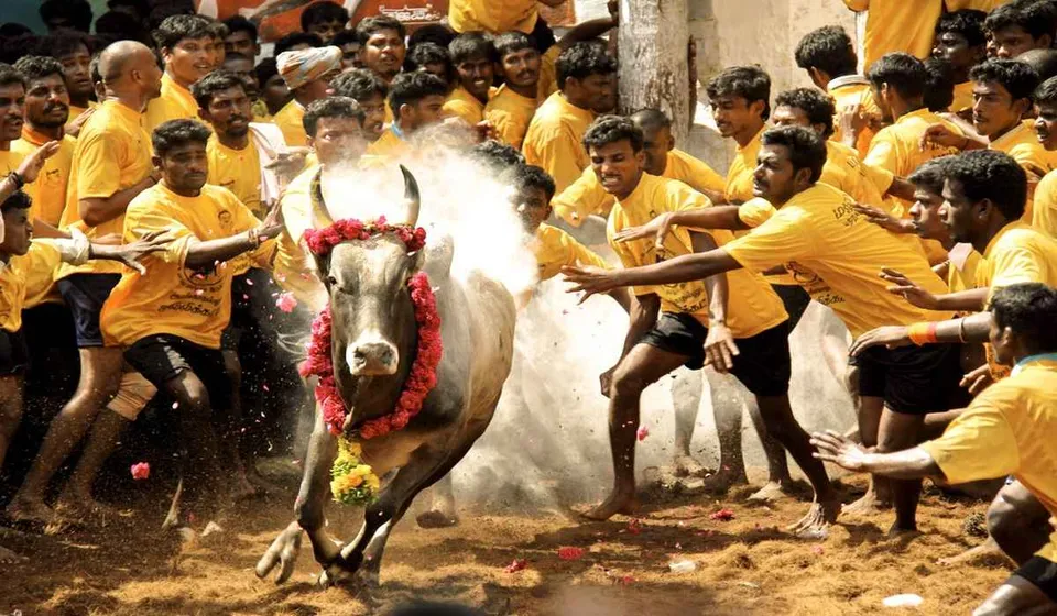 jallikattu-ezgif.com-webp-to-jpg-converter (1).jpg