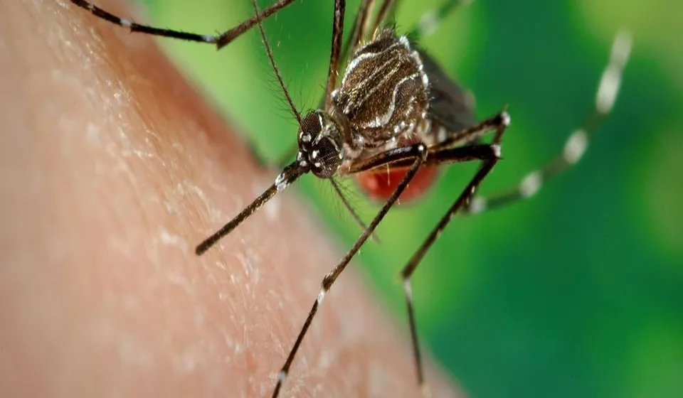 Dengue-p9ablah308tro0z5wnc5mekyb7yyki3klx2iwgwx3c.jpg