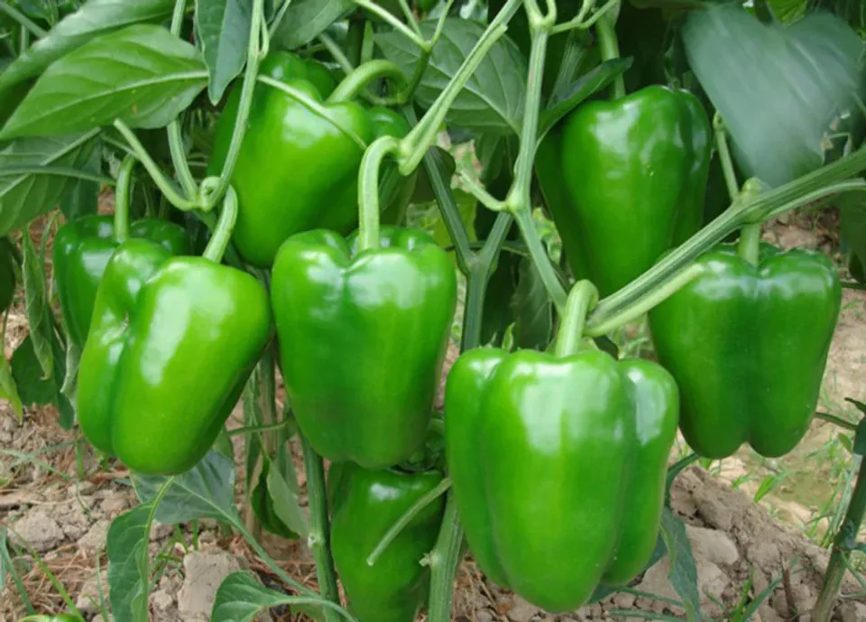 Capsicum