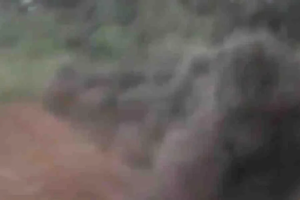 সীমান্ত এলাকায় বোমা উদ্ধার বিএসএফ এর