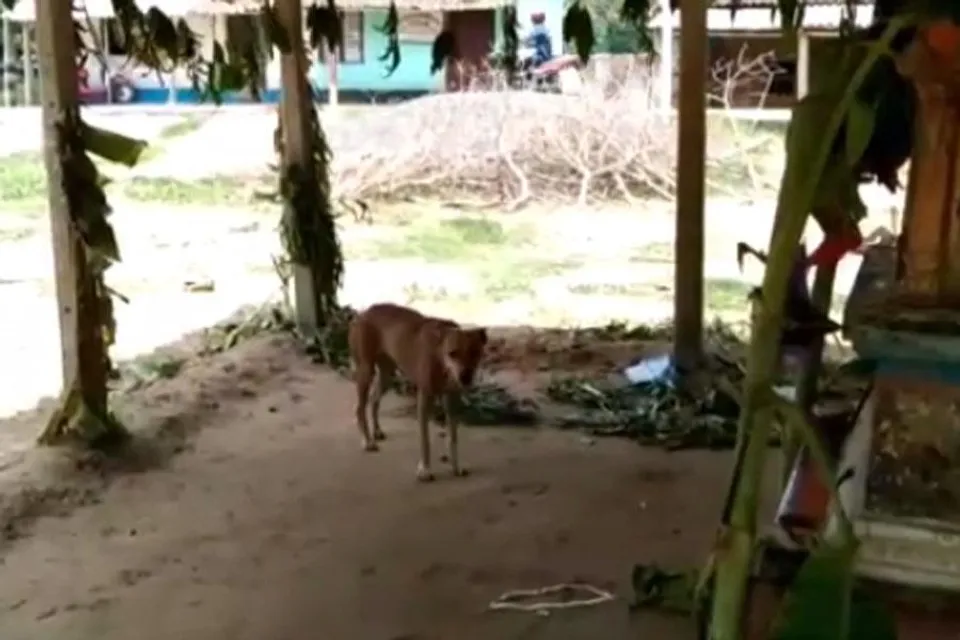 পাগল কুকুরের আতঙ্কে ঘুম উড়েছে গ্রামবাসীর, জখম ৫