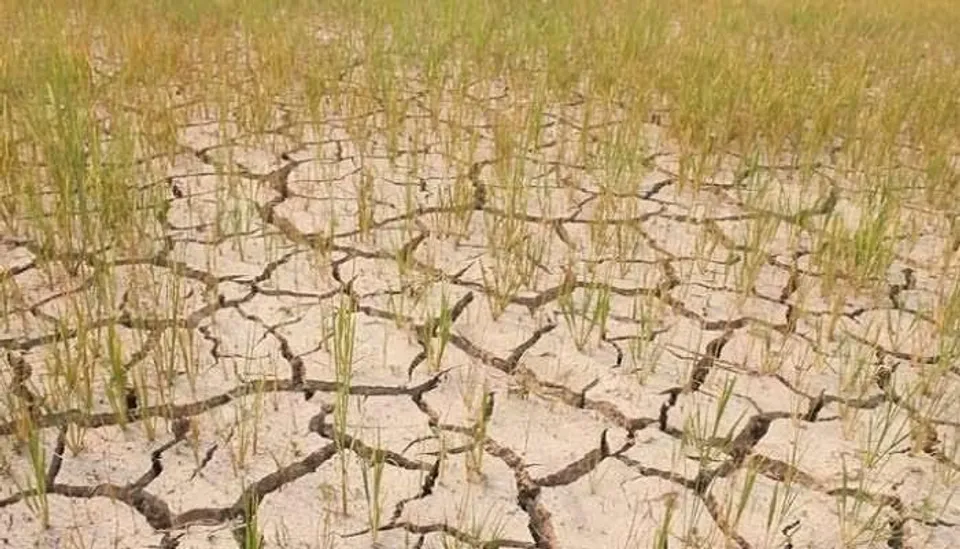জলের অভাবে ফেটে যাচ্ছে আমন ধানের জমি