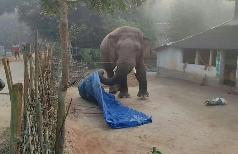 মেদিনীপুর গ্রামীণে বাড়ির উঠোনে 'রামলাল'