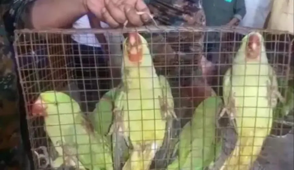 ৫৫টি টিয়া পাখি উদ্ধার করল বনদপ্তর