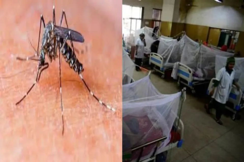 চিন্তা বাড়াচ্ছে ডেঙ্গু