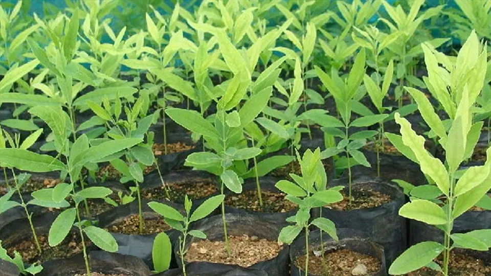 চন্দন গাছ চাষে হতে পারেন কোটিপতি