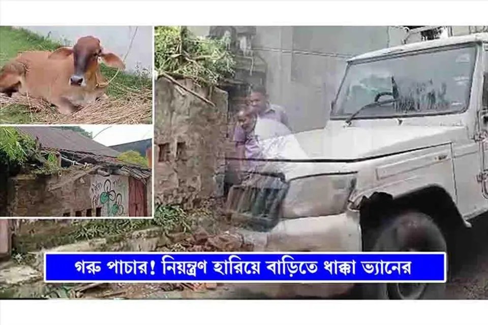 গরু পাচার! বাড়ির দেওয়ালে ধাক্কা মারল গাড়ি