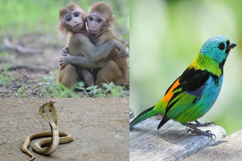 বানর-পাখি-সাপের নামে নালিশ করতে চালু হল টোল ফ্রি নম্বর