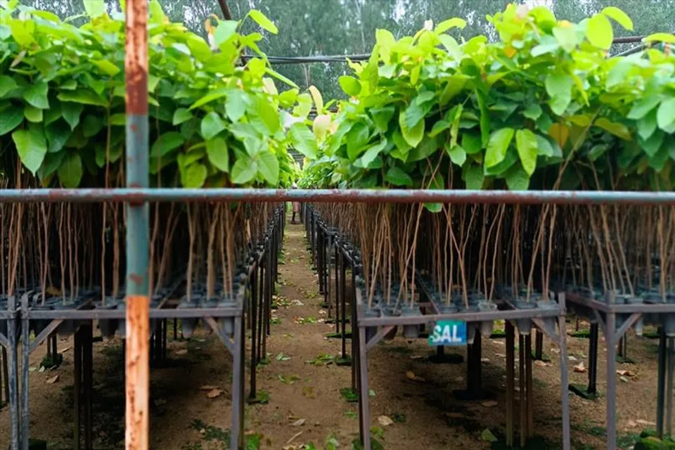 ২০ লক্ষ চারা গাছ রোপনের লক্ষ্য নিয়ে পালিত হবে বনমহোৎসব