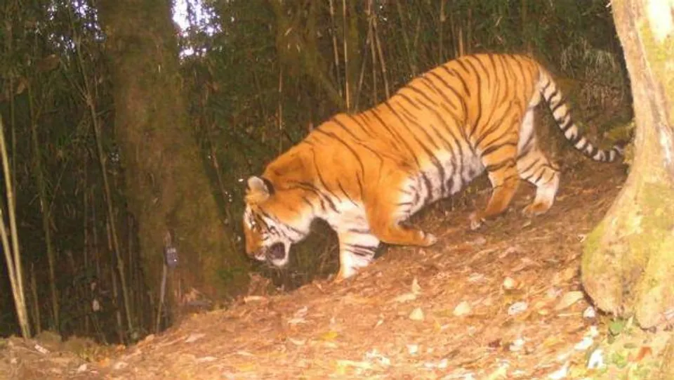নেওড়াভ্যালিতে দেখা পাওয়া গেল রয়্যালবেঙ্গল টাইগারের