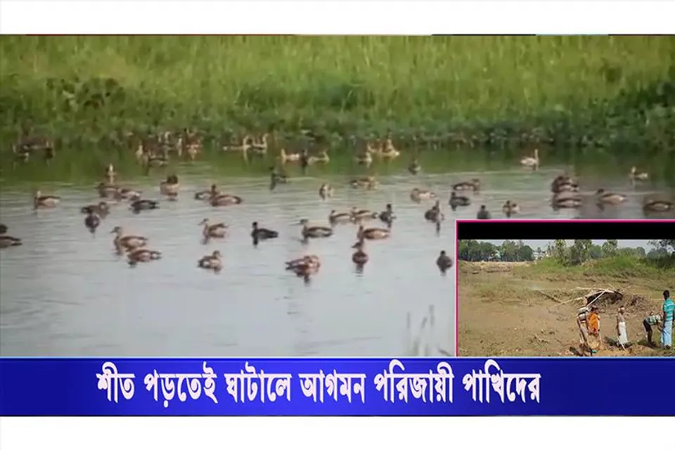 শীত পড়তেই ঘাটালে দেখা মিলছে পরিযায়ী পাখির দলের