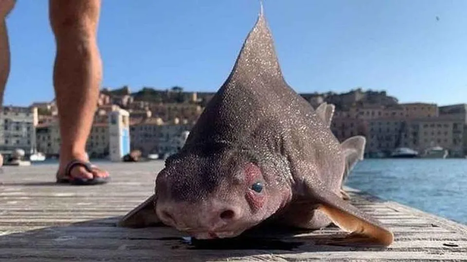 সমুদ্র থেকে উঠে এল অদ্ভুত দর্শন পিগ ফিশ