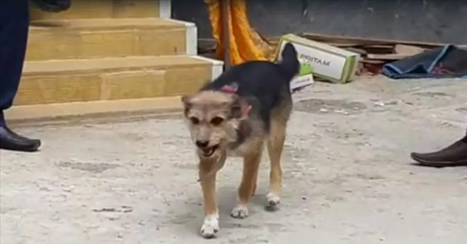 লালন শেখের বাড়ি থেকে উদ্ধার পোষ্য