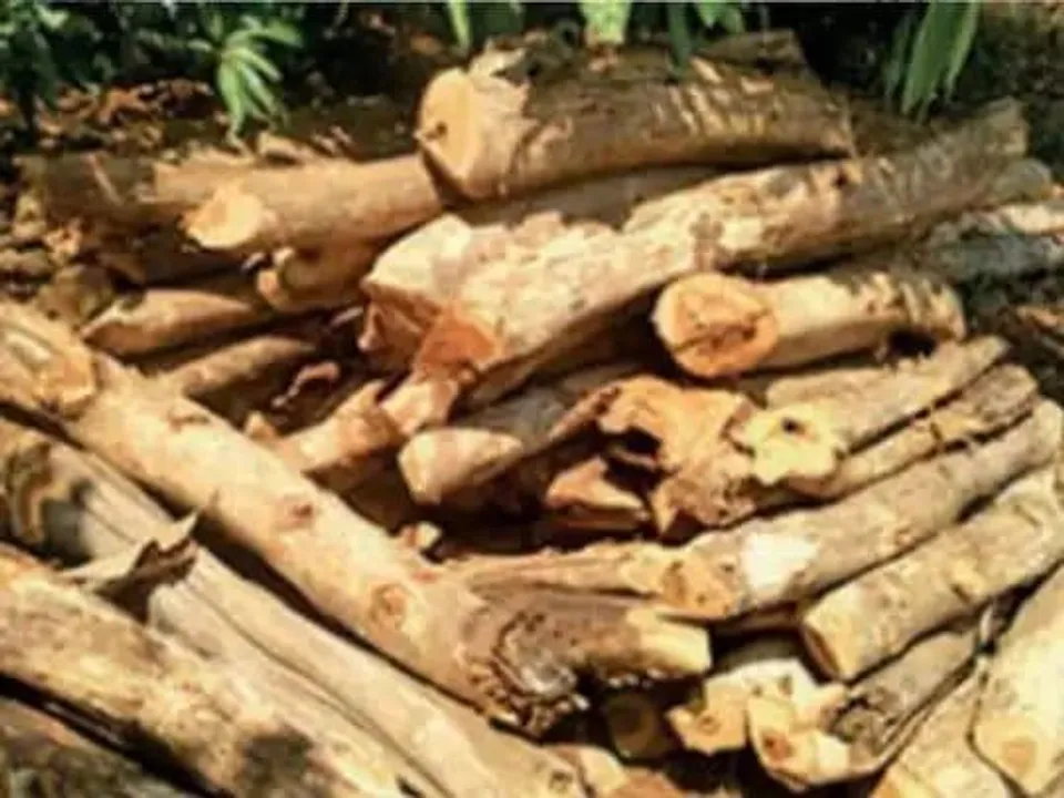 কাঠ পাচার রুখতে তৎপর জলপাইগুড়ির বনদপ্তর