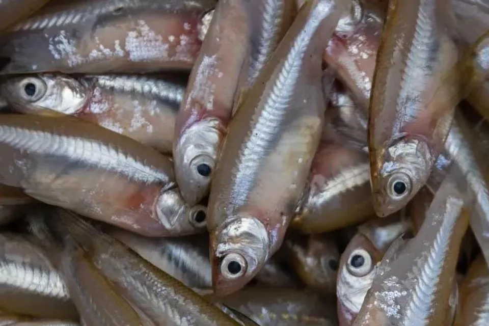 মৌরলা মাছ চাষের পদ্ধতি