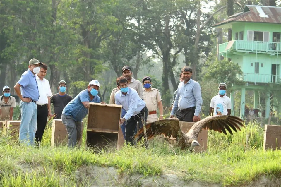 করোনার জের, মুক্ত বাতাসে উড়তে পারছে না ১০টি শকুন