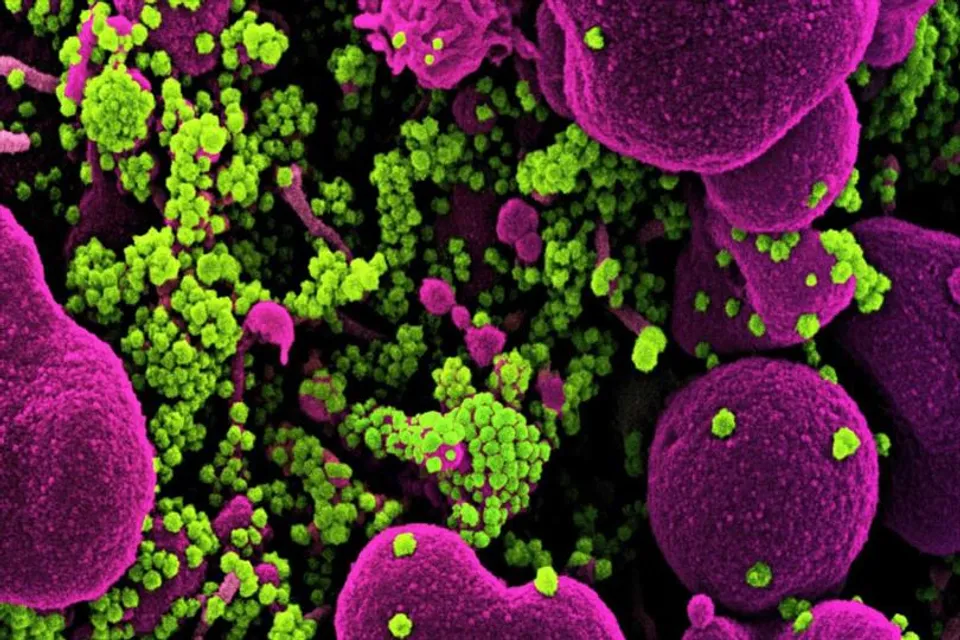 প্রথম ওমিক্রন সাবভ্যারিয়েন্টের খোঁজ মিললো হায়দরাবাদে