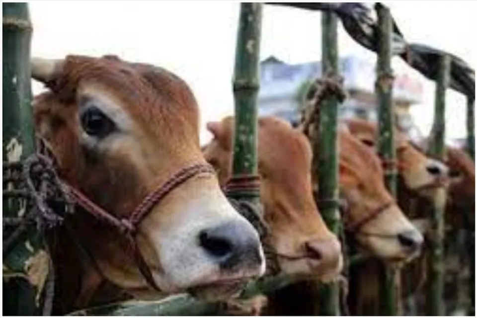 বাংলার নেতাই দিয়ে দিলেন গরুপাচার মামলার 'মাথা'র খোঁজ!