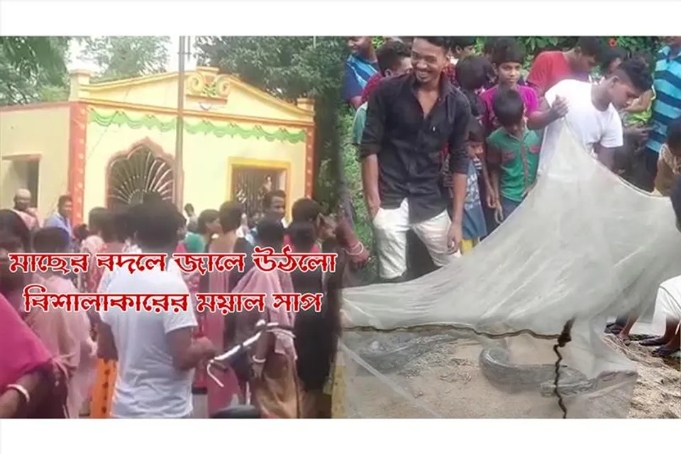 মাছের বদলে জালে উঠলো বিশালাকারের ময়াল সাপ