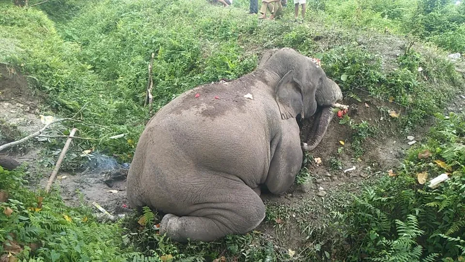 জঙ্গল থেকে উদ্ধার হাতির মৃতদেহ