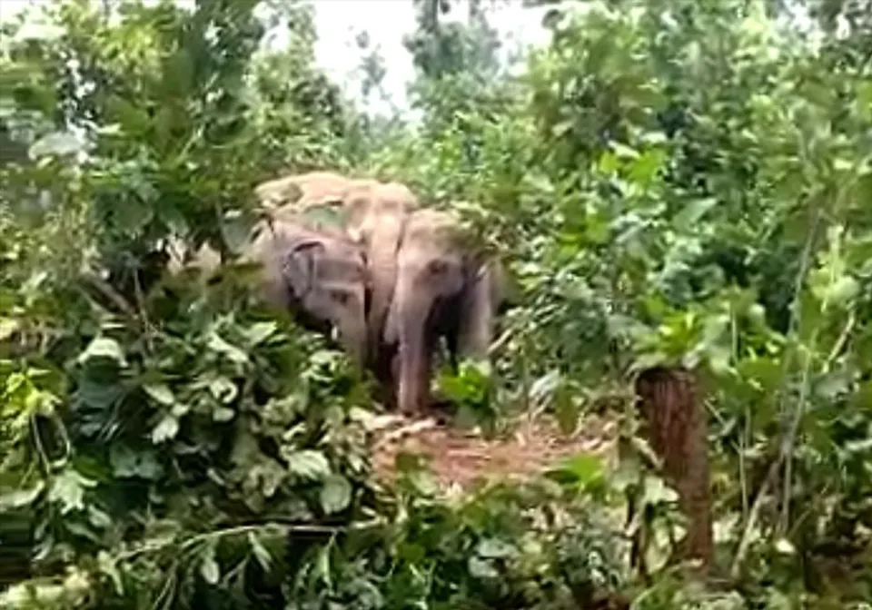 শালবনীতে হাতির হানায় ক্ষতিগ্রস্ত সাইকেল, প্রাণে বাঁচলেন এক ব্যক্তি!