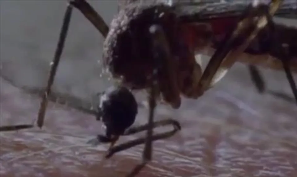 বাংলাদেশে পাওয়া গেল ডেঙ্গির প্রাণঘাতী ভ্যারিয়েন্ট ডেনভি-৩