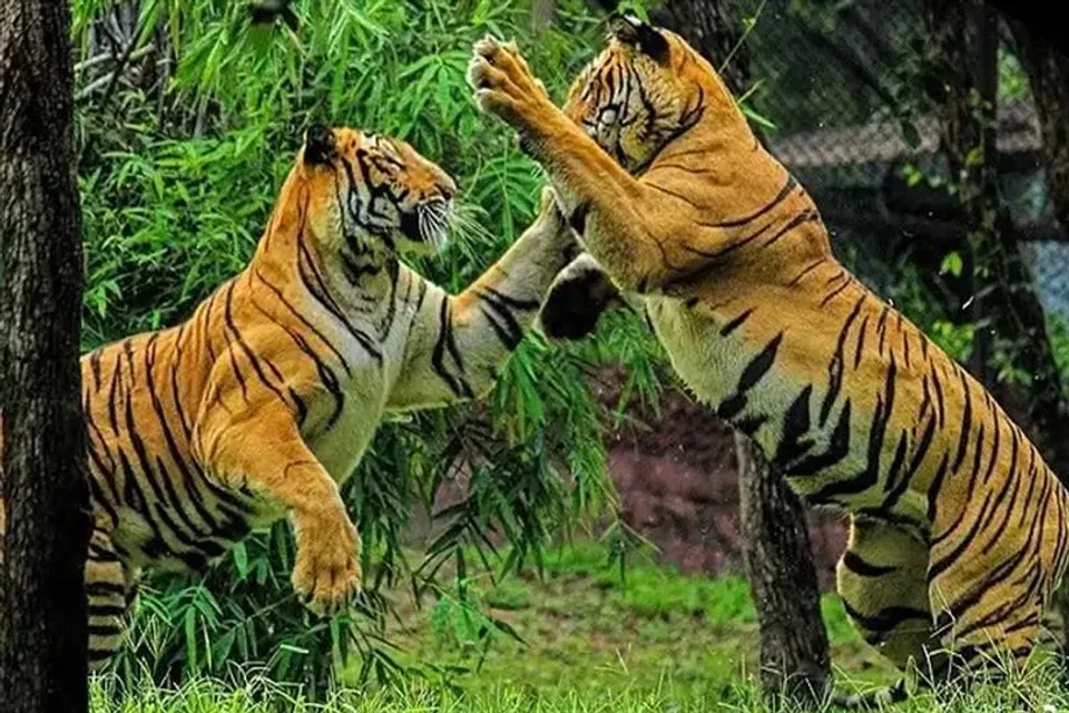 বর্ষার পর খুলছে ছয়টি বাঘ সংরক্ষণাগার