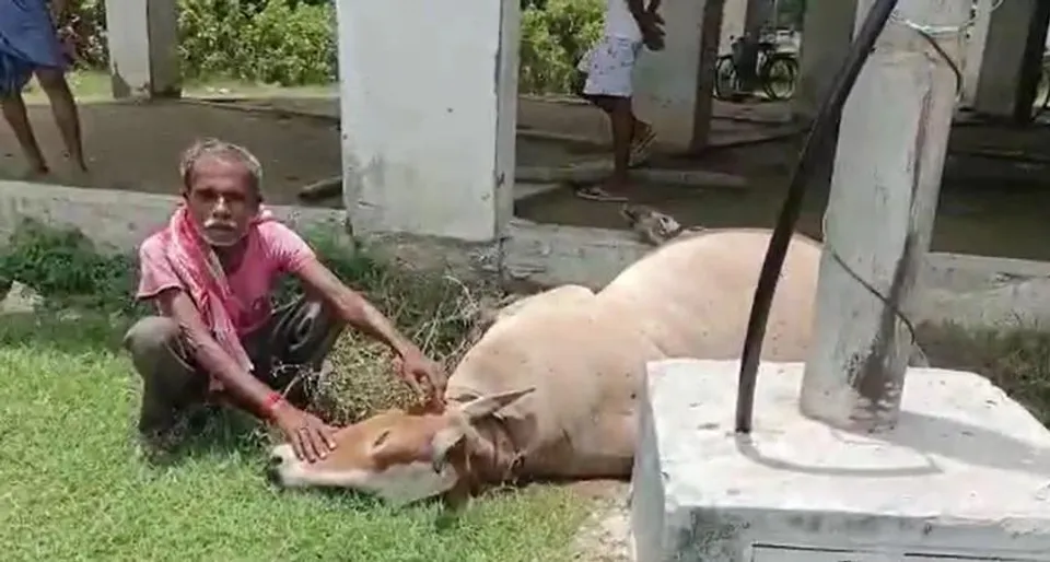 মালদহে বিদ্যুৎস্পৃষ্ট হয়ে মৃত্যু হল গরুর