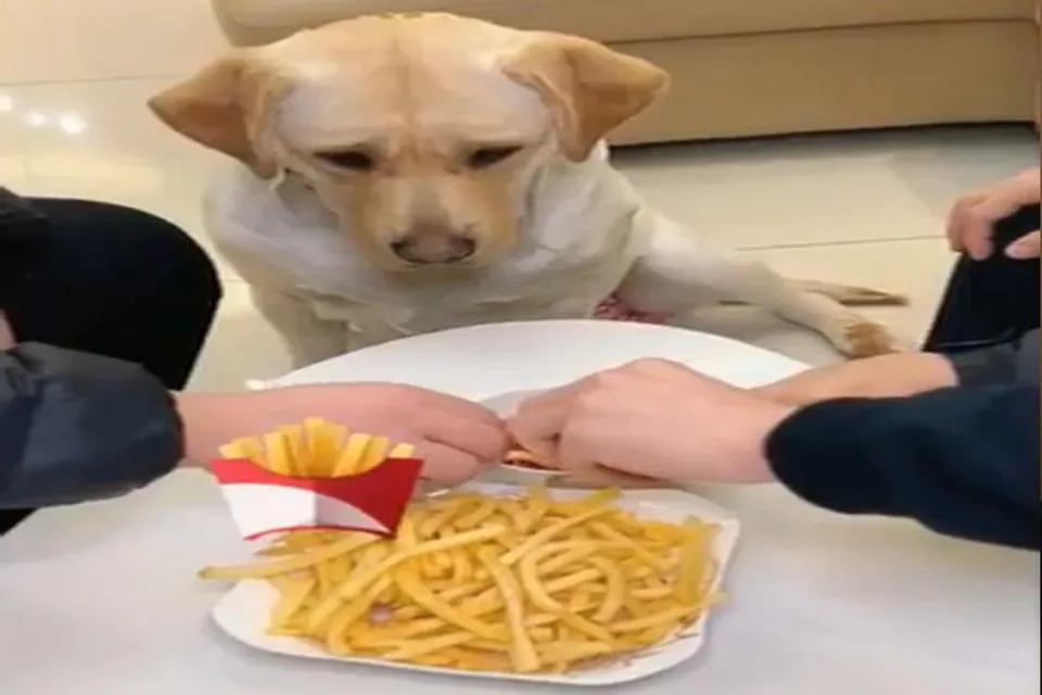 ফ্রেঞ্চ ফ্রাইয়ের প্রতি কুকুরের এমন ভালবাসা হাসাবে আপনাকেও