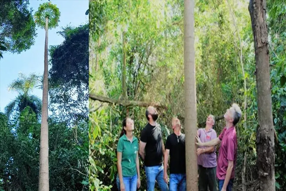 গিনেস ওয়ার্ল্ডে নিউ রেকর্ড ৪৭ ফুট উচ্চ পেঁপে গাছের